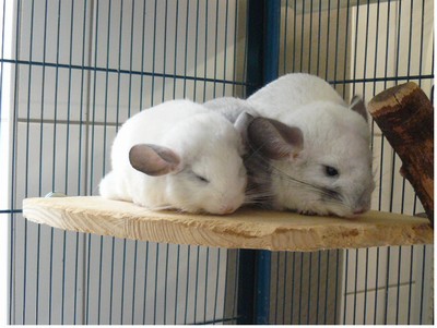 Wo sind die Chinchillas?